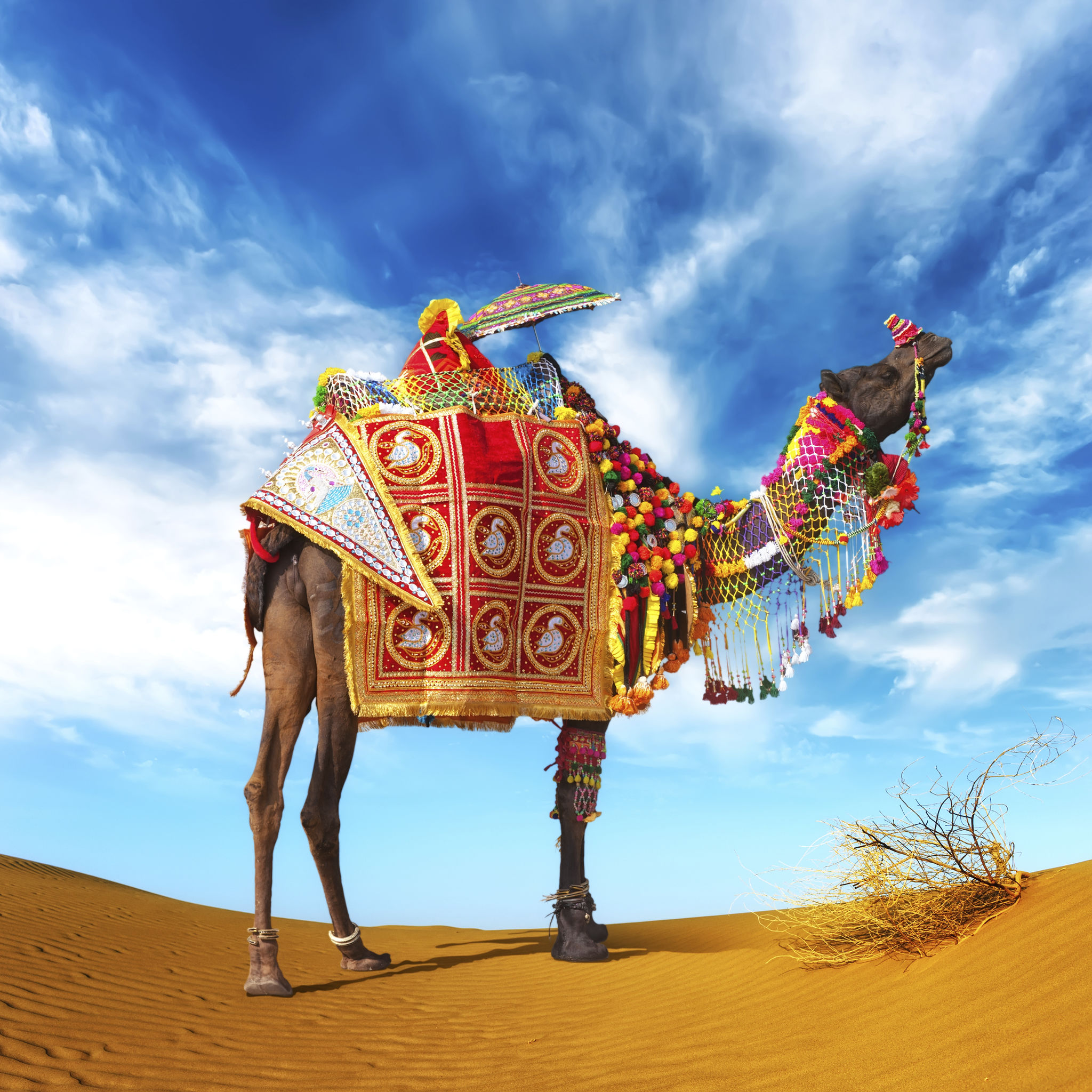 rajasthan festival