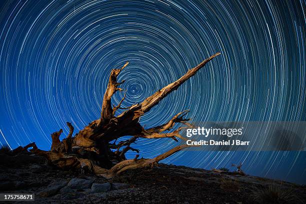 star trails and a fallen bristlecone pine - pin de bristlecone photos et images de collection