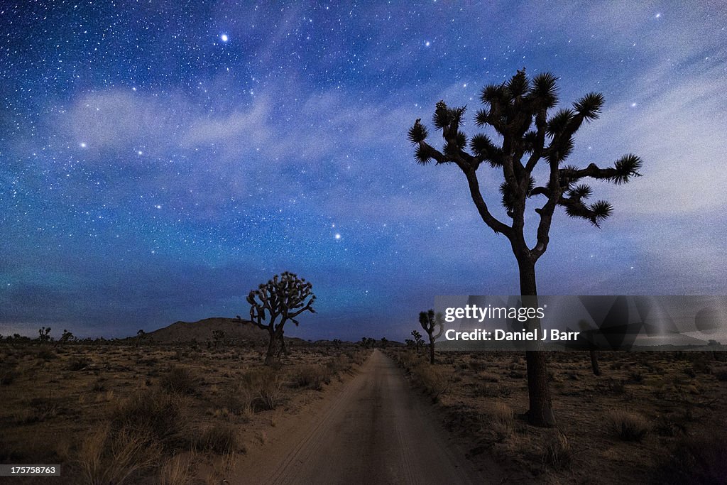 A Desert Road and Joshua Trees at Night