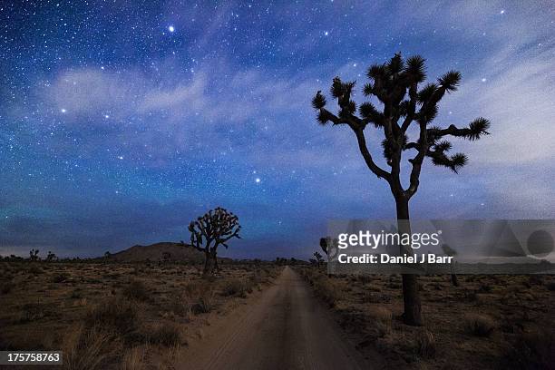 a desert road and joshua trees at night - joshua tree stock pictures, royalty-free photos & images
