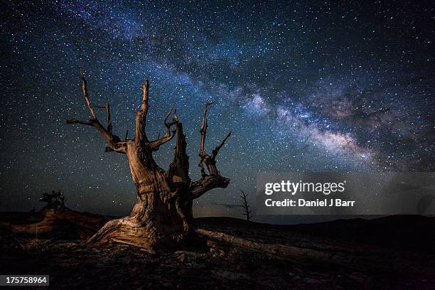 bristlecone pine tree and the milky way - pin de bristlecone photos et images de collection