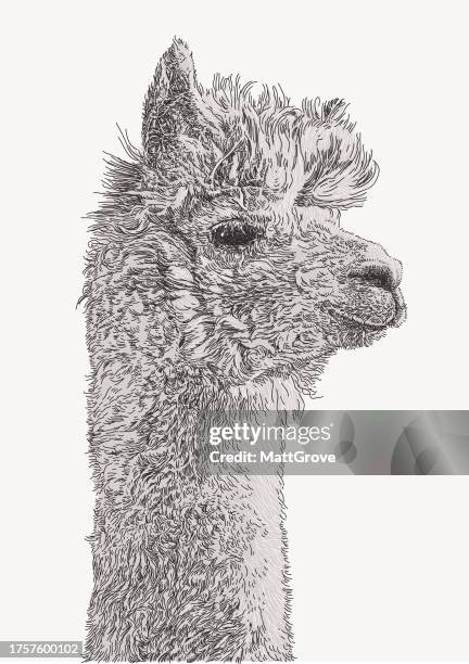 ilustraciones, imágenes clip art, dibujos animados e iconos de stock de retrato de alpaca - alpaca