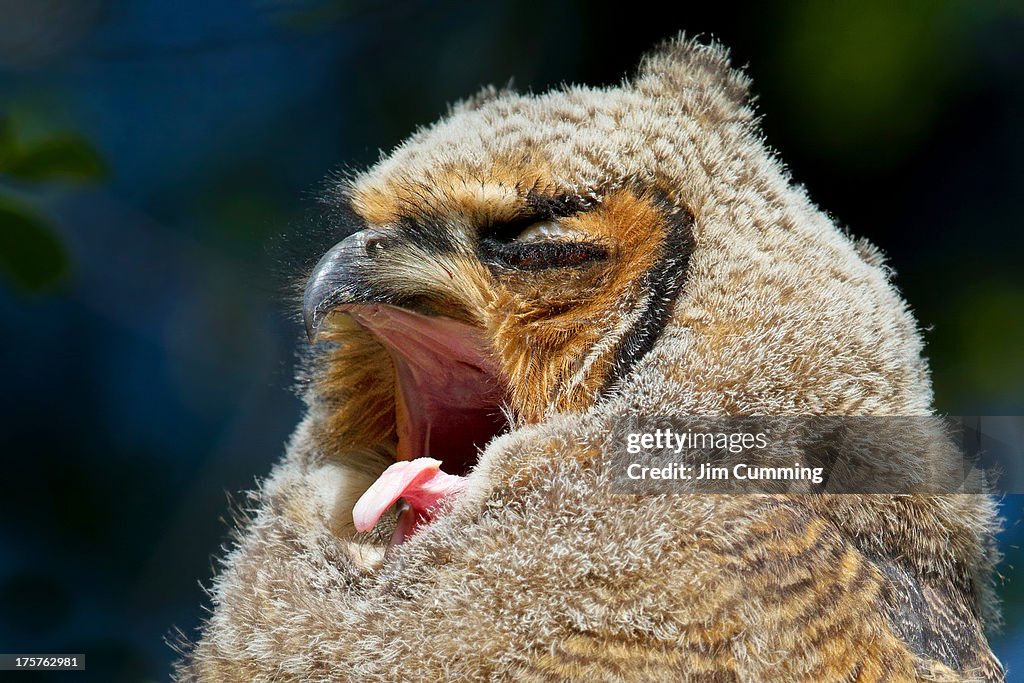 Nap time - Great Horned Owlet