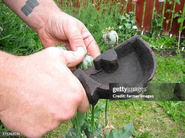 turkish hand carved opium resin harvesting tool - opium poppy stock pictures, royalty-free photos & images