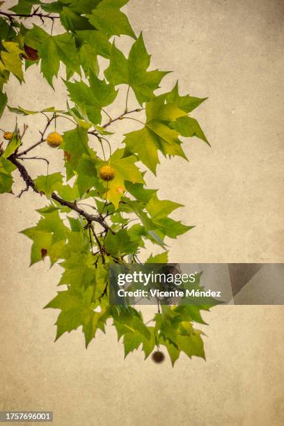 london planetree leaves and branches in early fall - branch stock pictures, royalty-free photos & images