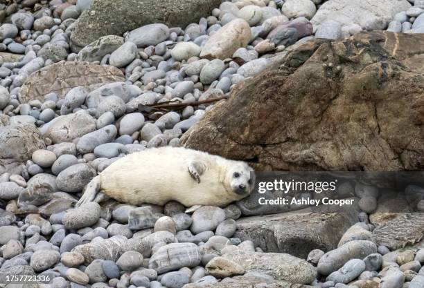 a grey seal, halichoerus grypus, pup at wooltack point, pembrokeshire, wales, uk. - animal waving stock pictures, royalty-free photos & images