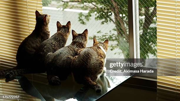 four cats are arranged in a row. - cat cafe foto e immagini stock