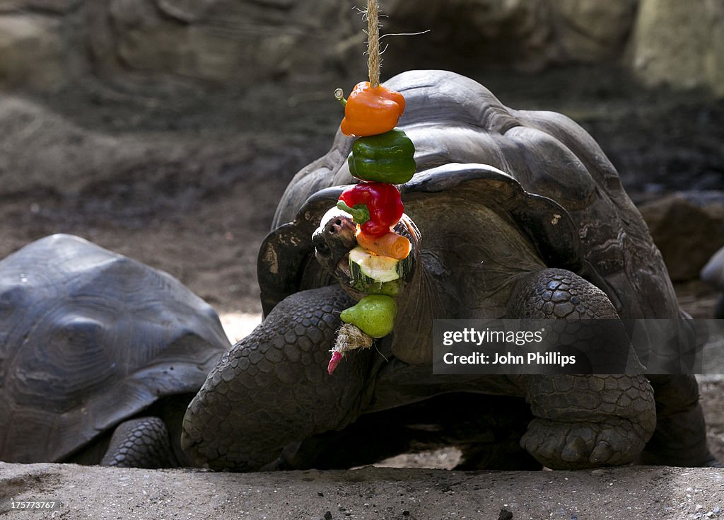 Komodo Dragon And Giant Tortoise Photocall At London Zoo
