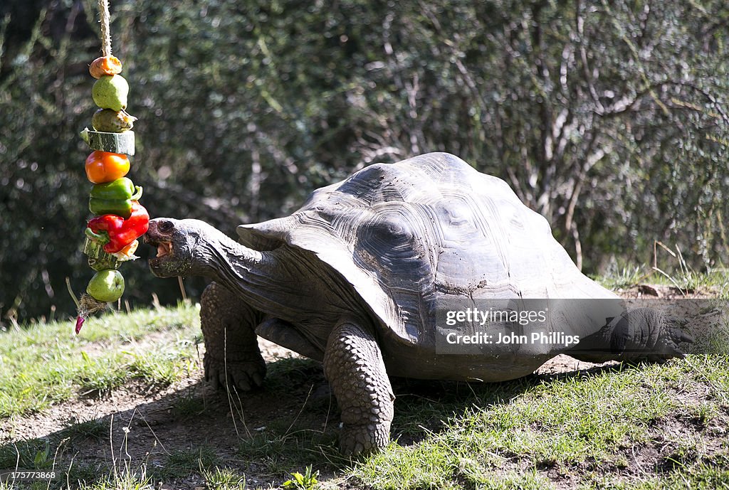 Komodo Dragon And Giant Tortoise Photocall At London Zoo