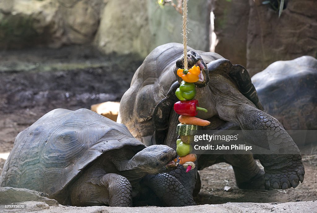 Komodo Dragon And Giant Tortoise Photocall At London Zoo