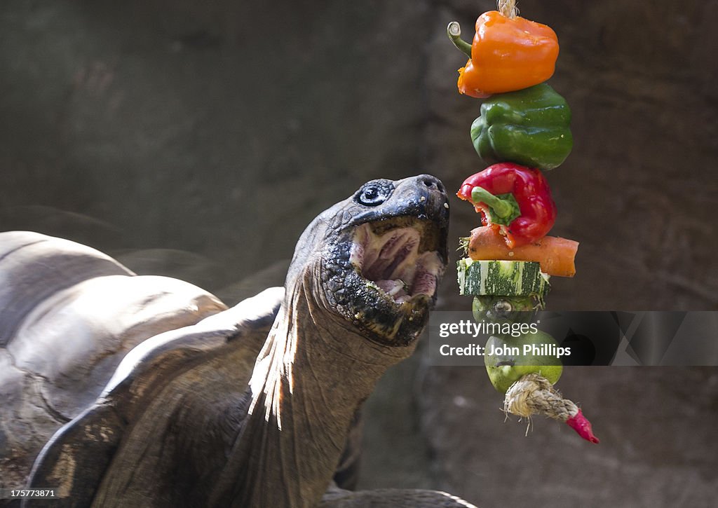 Komodo Dragon And Giant Tortoise Photocall At London Zoo