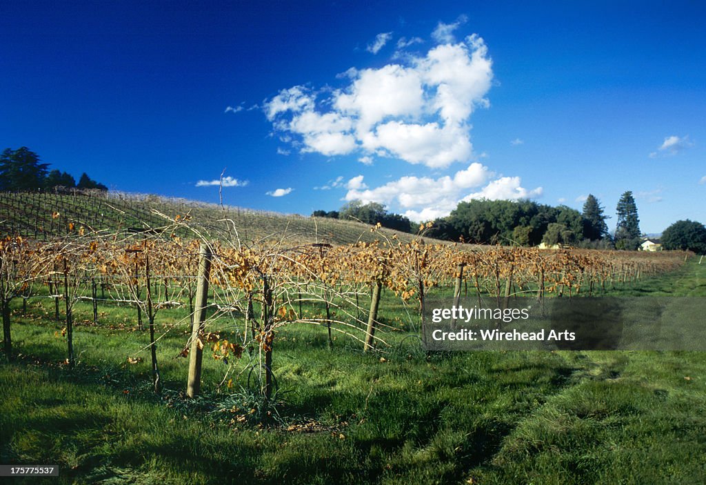 Russian River Valley Vineyard