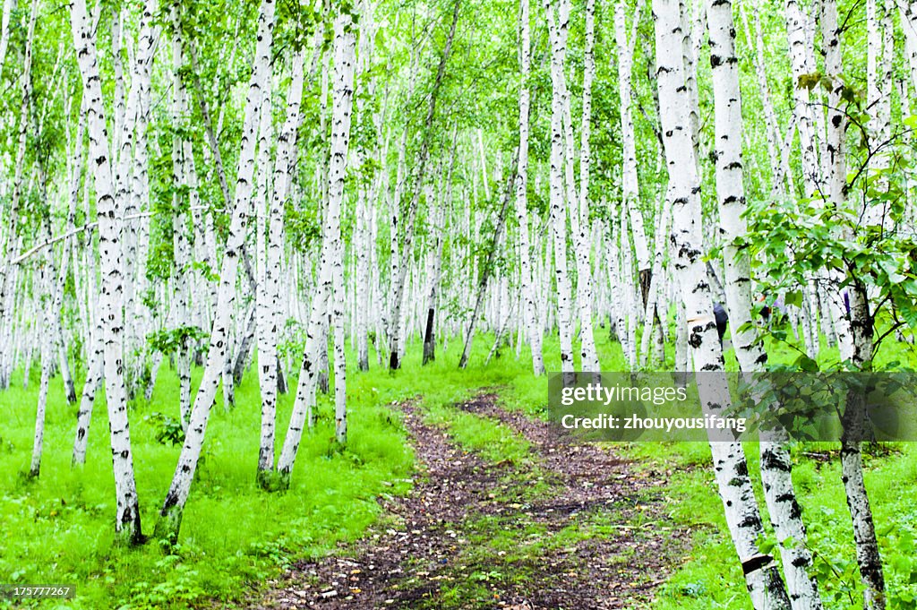 Silver birch forest