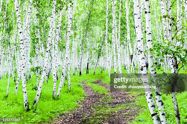 silver birch forest - betula pendula stock pictures, royalty-free photos & images