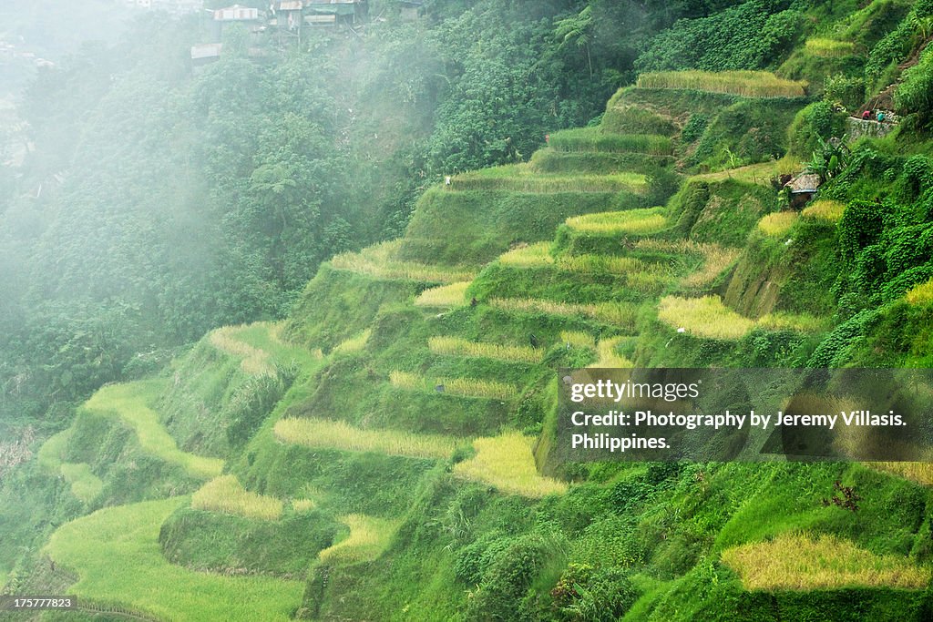 Banaue Rice Terraces