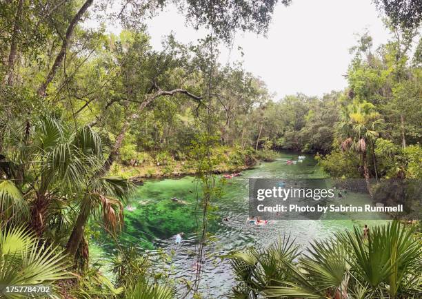 blue_springs_state_park - parco statale foto e immagini stock