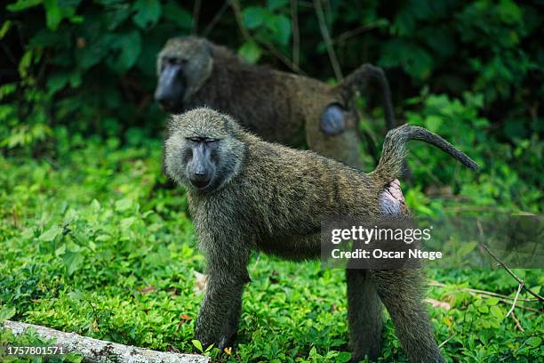curious baboon with distinctive red rump by the roadside - baboon stock pictures, royalty-free photos & images