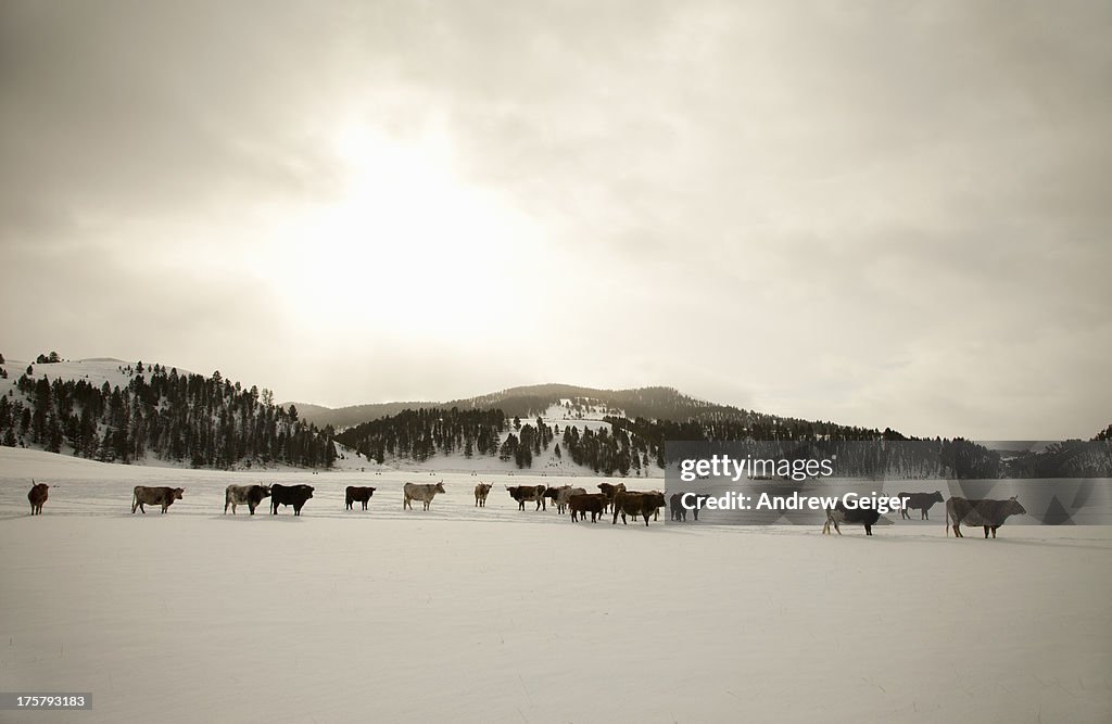 Herd of cattle in snowy field.