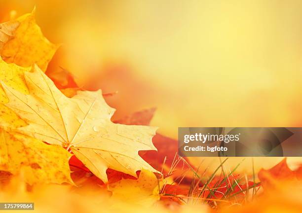 falling leaf frame - fall backgrounds stock pictures, royalty-free photos & images