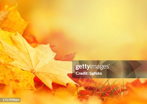 Falling Leaf Frame Falling Leaf Frame
