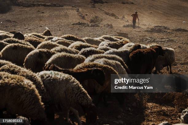 Shepherd guides his sheep to graze in the open field as Palestinian families pack up their belongings, dismantle their homes and uproot their lives...