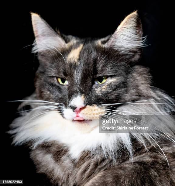 Frou Frou, a tortie smoke and white Norwegian Forest cat is seen in a studio portrait during the GCCF Supreme Show 2023 at Stoneleigh Park on October...