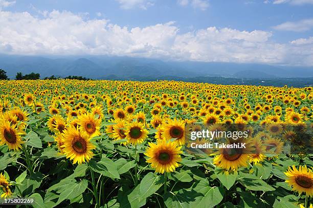 6 272点の青空 ひまわりのストックフォト Getty Images 6 272点の青空 ひまわりのストックフォト Getty Images