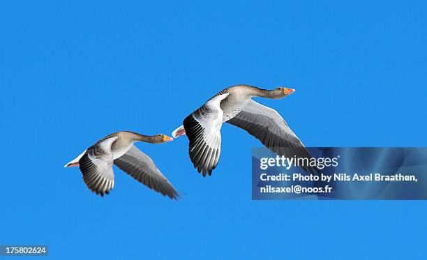 grey geese in flight near lake mývatn - noos stock pictures, royalty-free photos & images