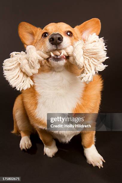 corgi playing with toy - carrying in mouth stock pictures, royalty-free photos & images