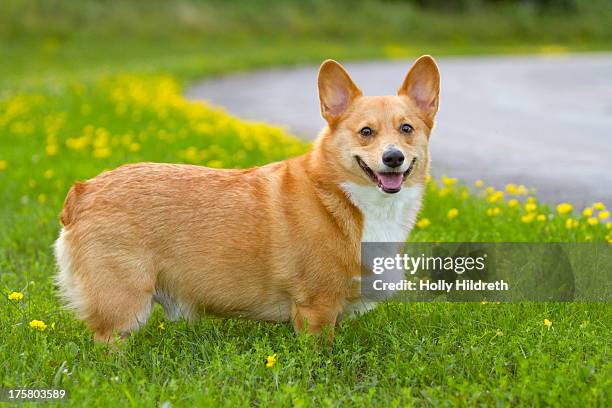 corgi in wildflowers - pembroke welsh corgi foto e immagini stock