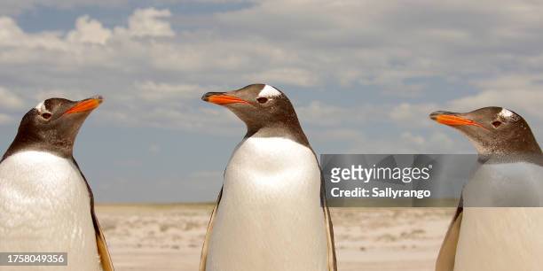 3 gentoo penguins close up - volunteer point stock pictures, royalty-free photos & images