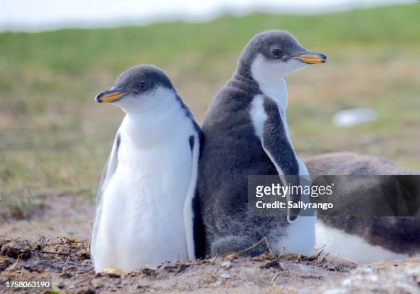 a pair of gentoo penguin chicks. - volunteer point stock pictures, royalty-free photos & images