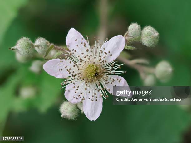 a closeup of the blackberry flower. rubus ulmifolius. - pistil stock pictures, royalty-free photos & images