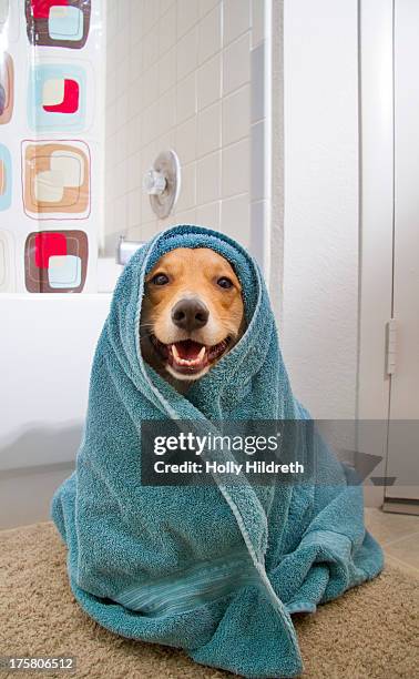 bath time dog - bath towels stock-fotos und bilder