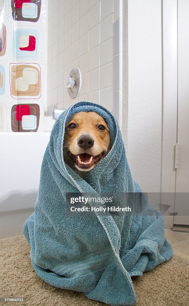 Bath time dog