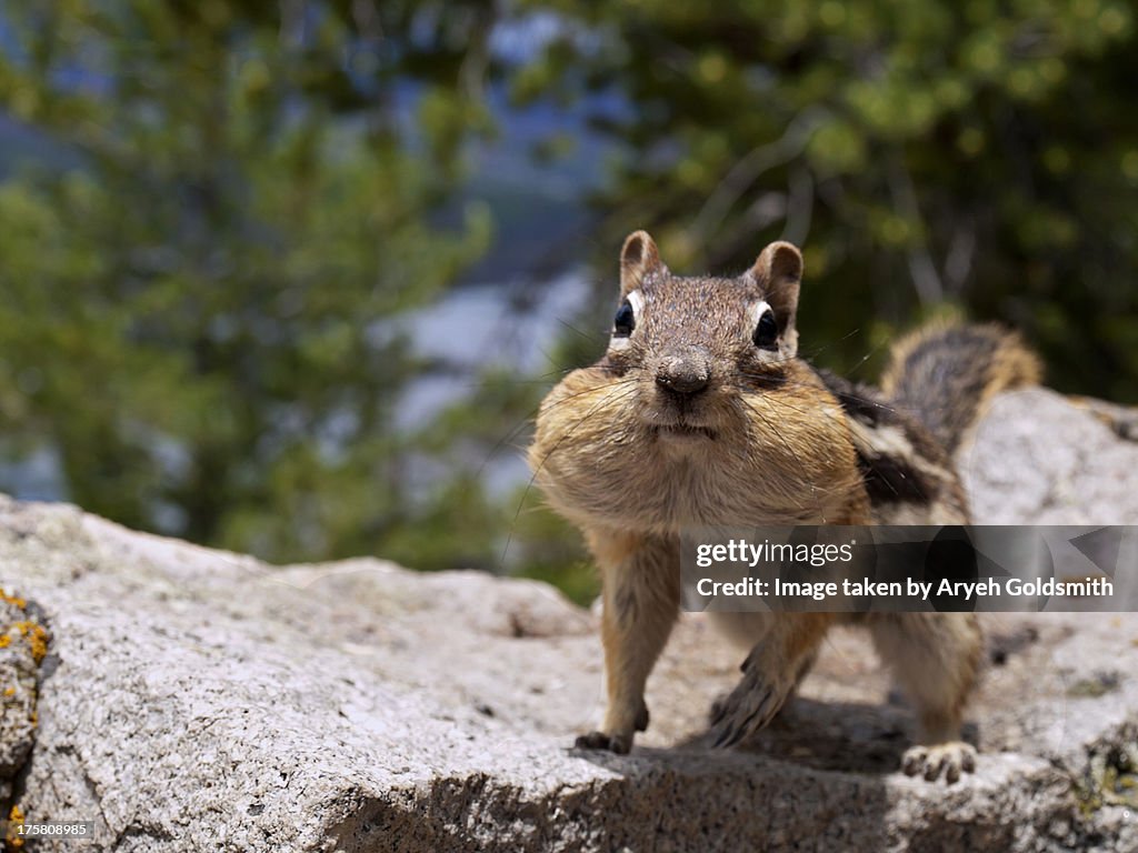 Happy Critter