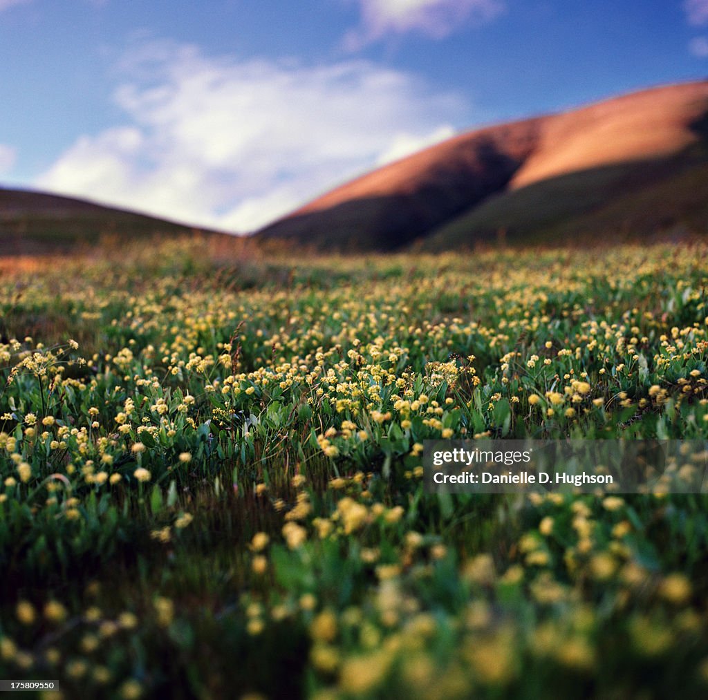 Wildflowers and Sunlit Hills