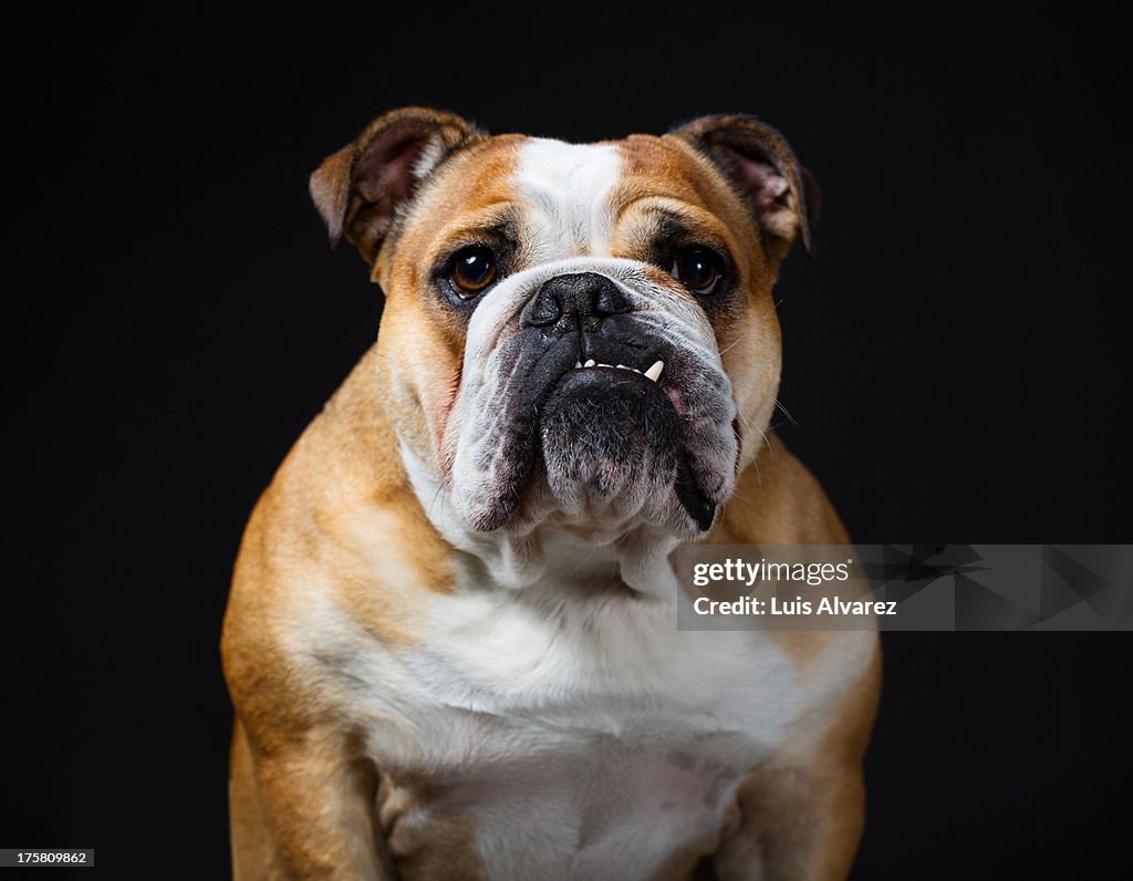 Portrait of an english bulldog