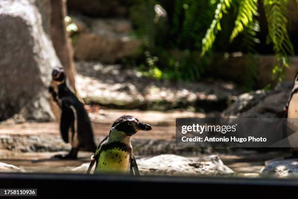portrait of a penguin at a zoo in thailand - dier in gevangenschap stockfoto's en -beelden