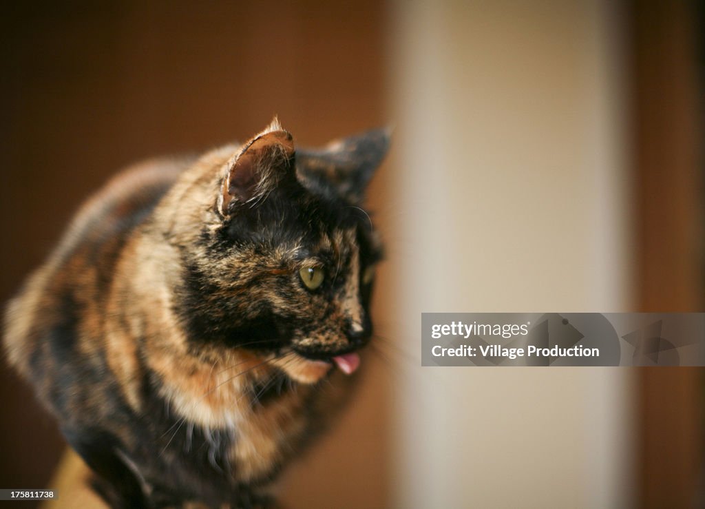 Cat sticking tongue out, profile