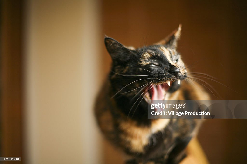 Cat with mouth open