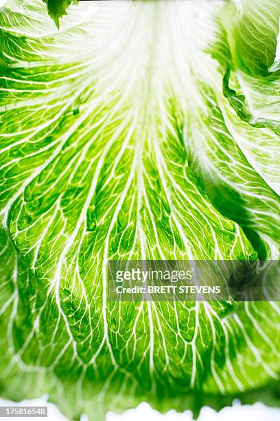 romaine lettuce leaf detail - lettuce ストックフォトと画像