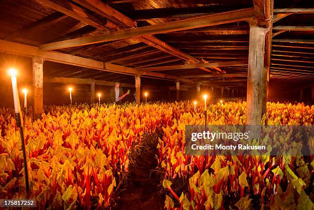 rhubarb growing in candlelit barn - wakefield yorkshire stock pictures, royalty-free photos & images