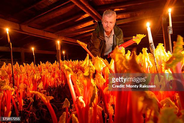 farmer picking rhubarb in candlelit barn - wakefield yorkshire stock pictures, royalty-free photos & images