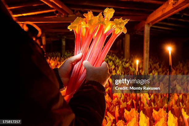 farmer holding bunch of rhubarb in candlelit barn - rhubarb imagens e fotografias de stock