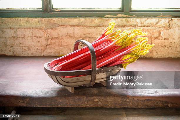 rhubarb in basket, still life - ruibarbo planta - fotografias e filmes do acervo