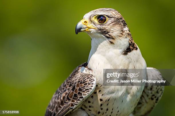 peregrine falcon - peregrine falcon stockfoto's en -beelden