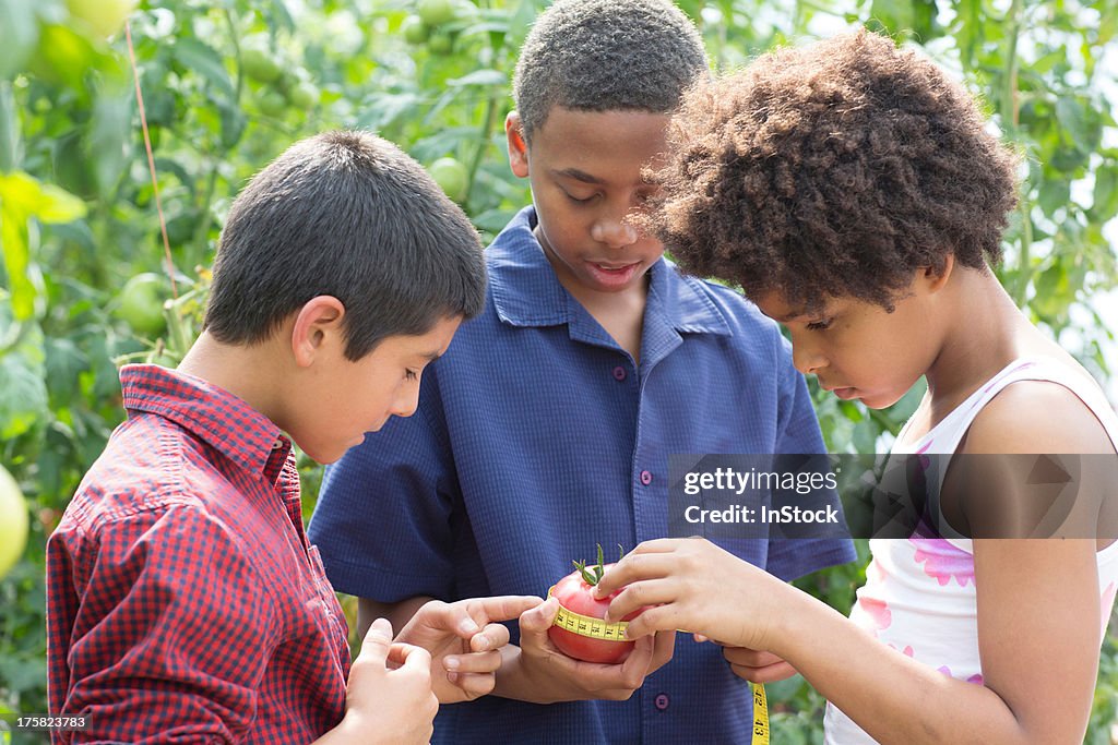 Three children measuring tomato