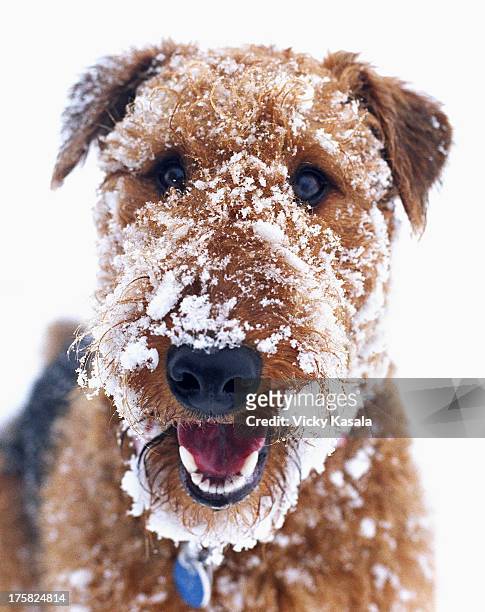 domestic dog covered in snow - funny snow stock-fotos und bilder