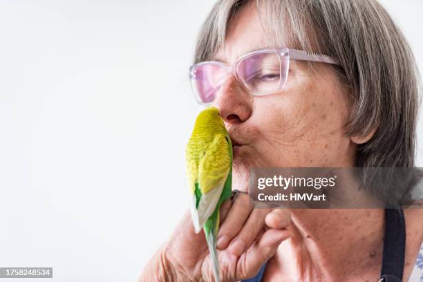 fröhliche seniorin und süßer gelber und grüner wellensittich haben eine besondere bindung - wellensittich-sittich stock-fotos und bilder